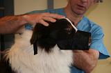 BORDER COLLIE - MUSELIERE 007